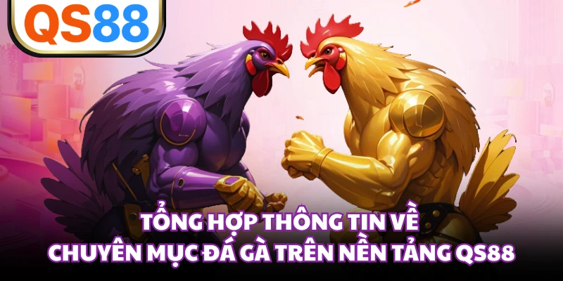 Tổng hợp thông tin về chuyên mục đá gà trên nền tảng QS88 